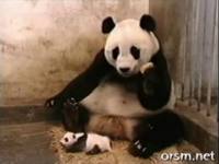 Baby panda sneezes