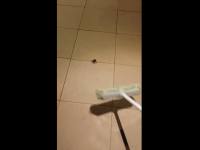 Big spider hides a lot of babies